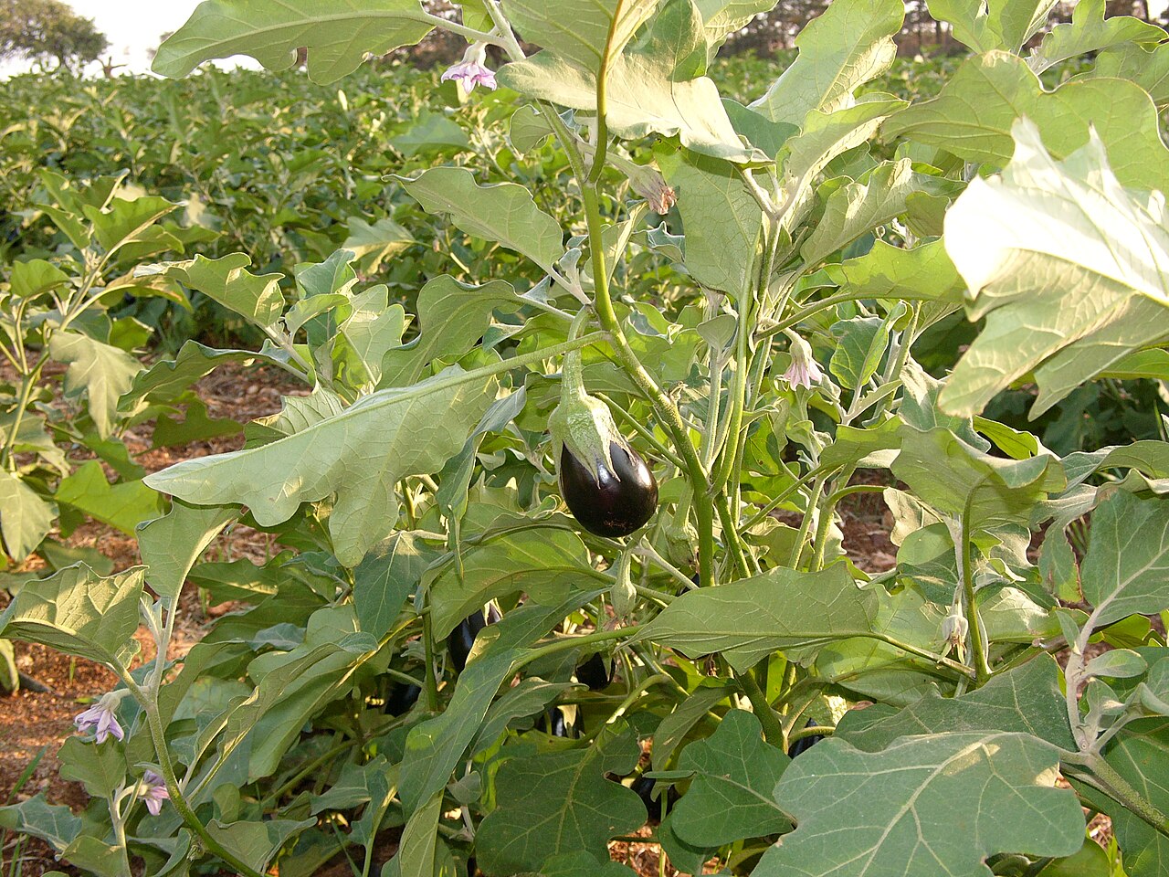 A dark purple eggplant ripening on the plant