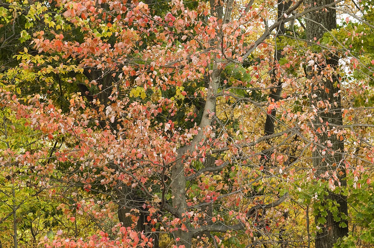 Colorful red, orange, and green fall foliage on trees